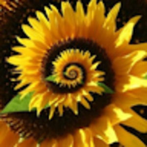 Meet your Posher, Joel